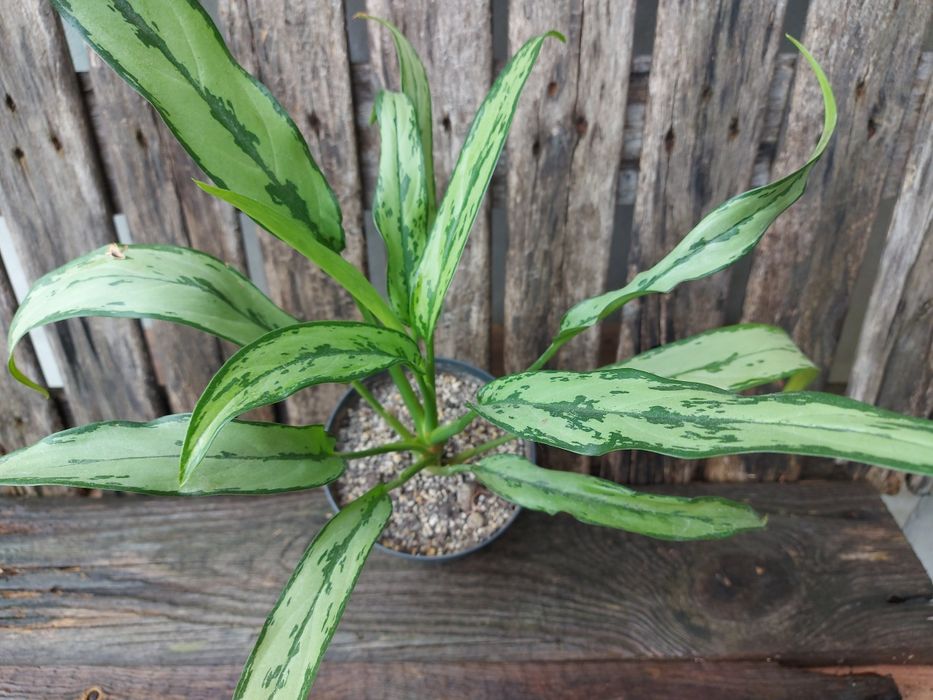 Aglaonema cutlass piękna duża sadzonka