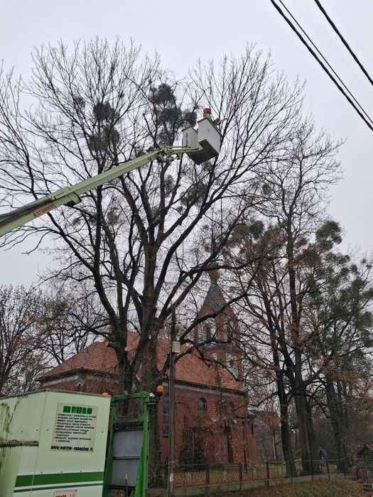 Usługi leśne ogrodnicze