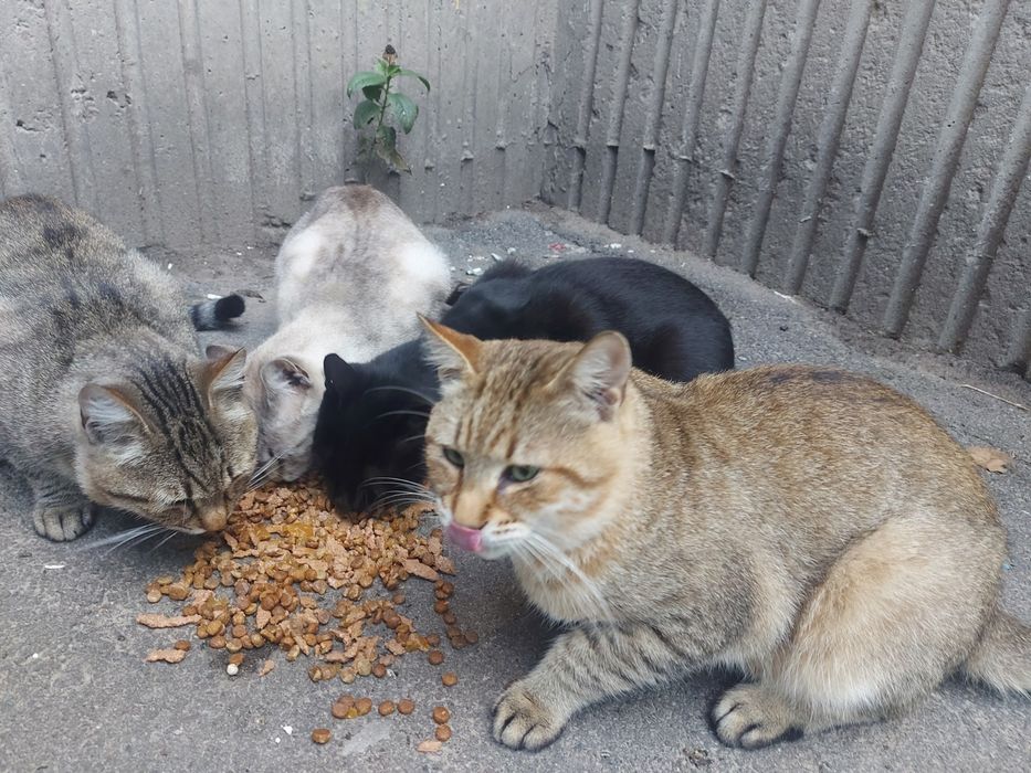 Прилаштовуються котики