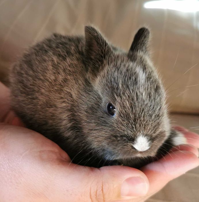 KIT Coelhos anões mini holandês e minitoy muito dóceis