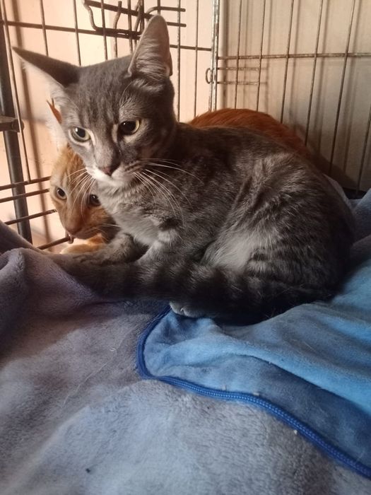 Gatinhos /as bebés com esterilização gratuita para adoção