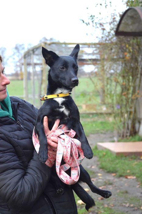 Maleńka, kochana, przytulaśna, ok roczna bezdomna sunia szuka domu