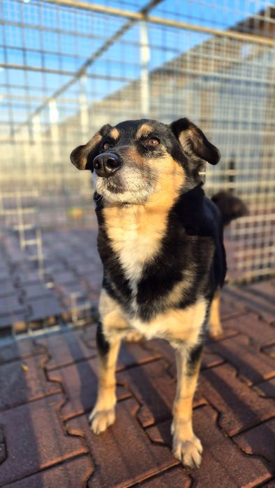 DAFI potrzebuje POMOCY !