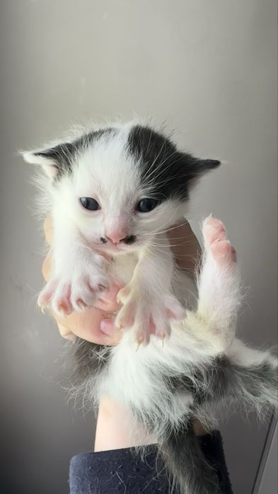 Кошенята 1 місяць