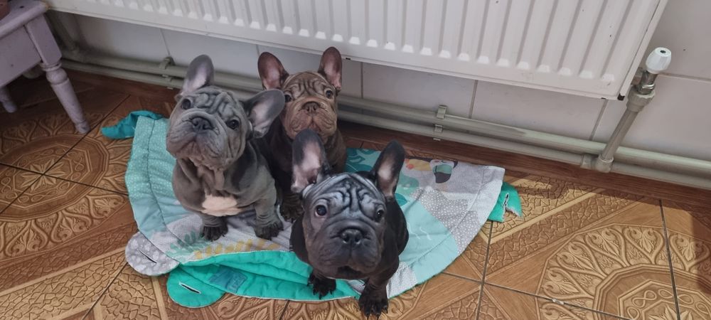 Біг роп вельвет,  2 хлопчики і дівчинка