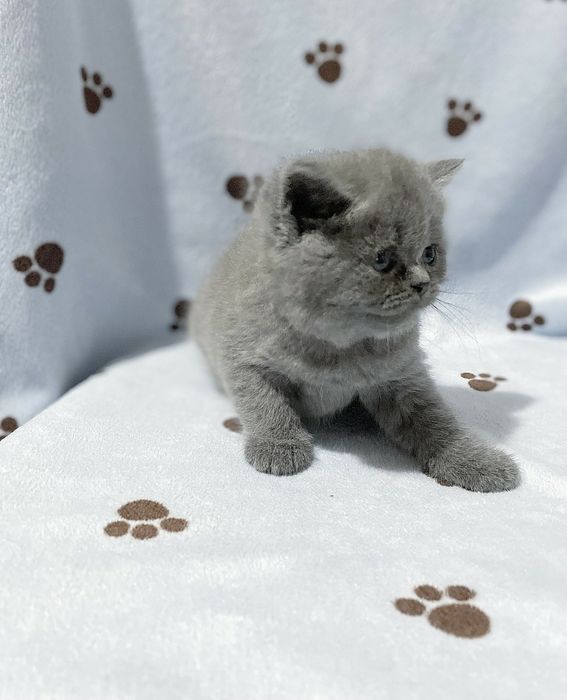 Неймовірно красивий кіт чекає на вашу кішечку.