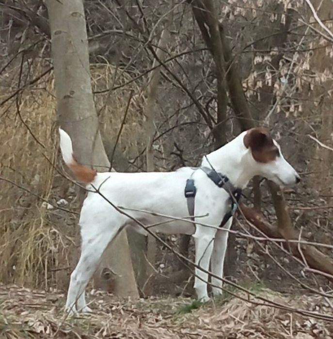 Фокстерєр Рокі шукає надійну родину