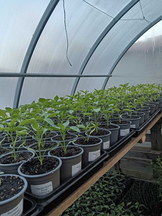 Sprzedaż Sadzonek Warzyw