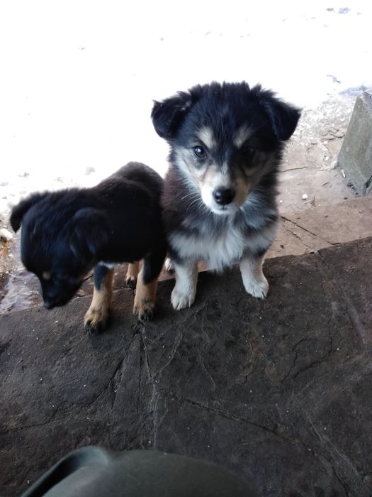 Цуценята в добрі руки безкоштовно