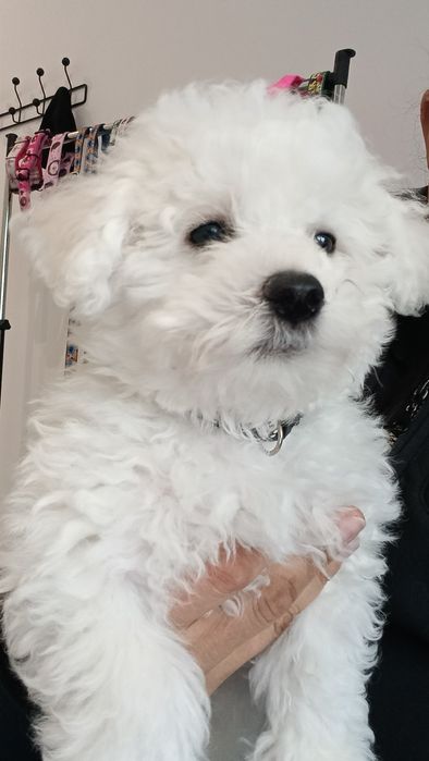 Bichon frise suczka  FCI ZKwP