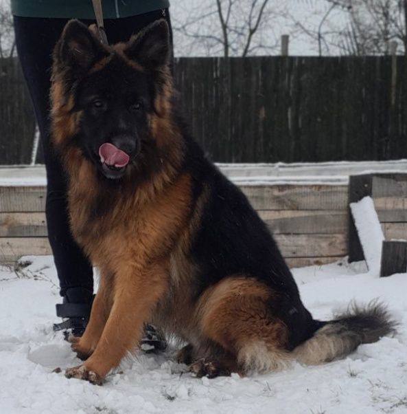 Німецька вівчарка в'язка