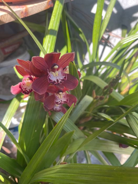 Orquídeas para venda