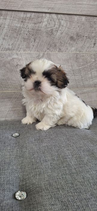 Shih Tzu piesek .