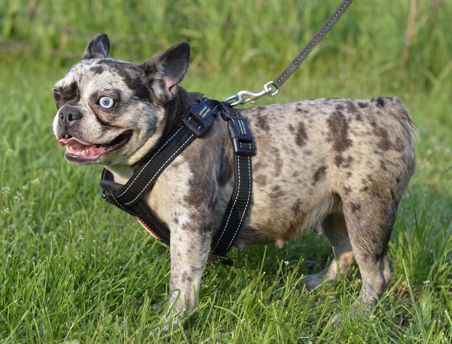 Француженка з блакитним оком.