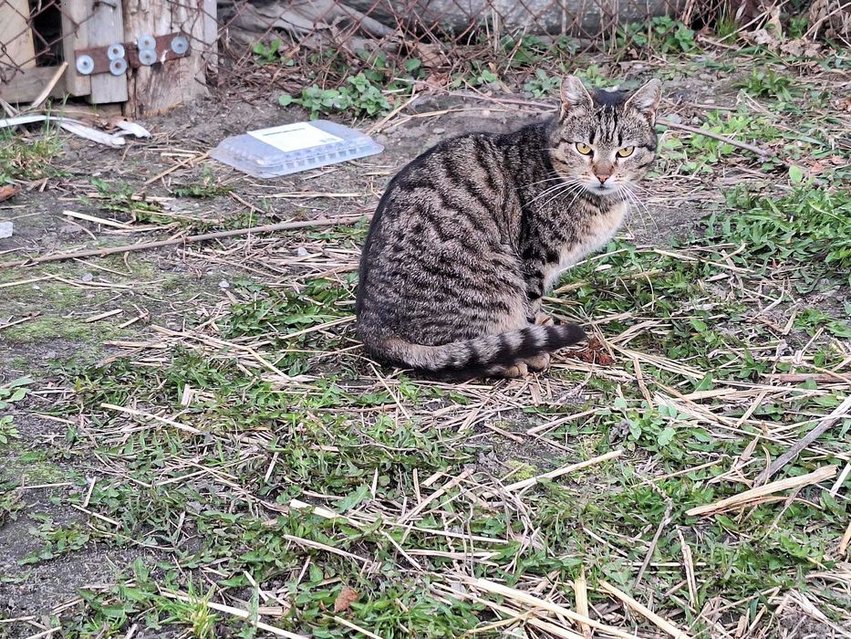 Koteczka Nela, przeganiana przez ludzi szuka domku