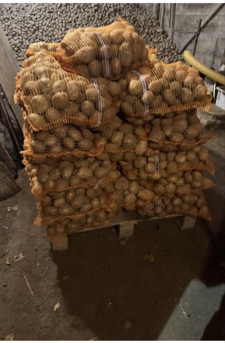 Ziemniaki paszowe JUREK