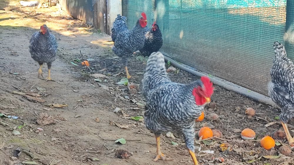 Preta Lusitana Galos, Galinhas, pintos ou ovos galados
