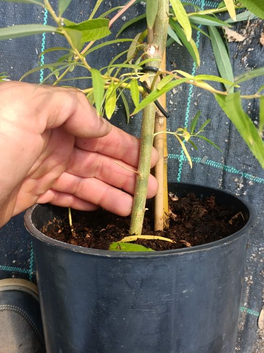 Salgueiro chorão 3.5  metros