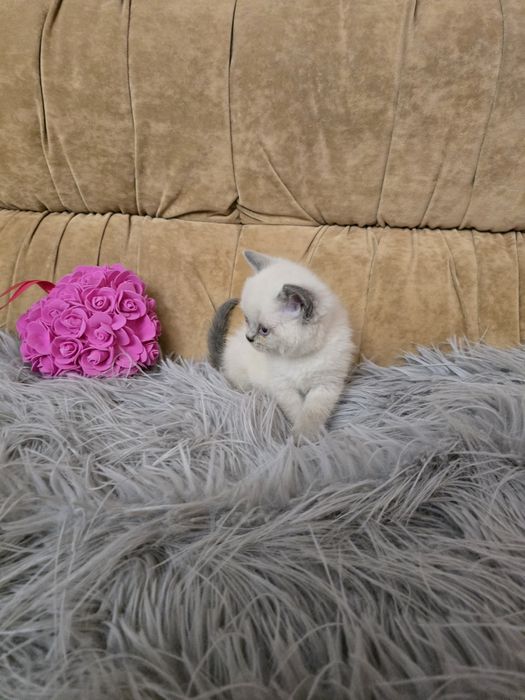 Кошенята шотландці
