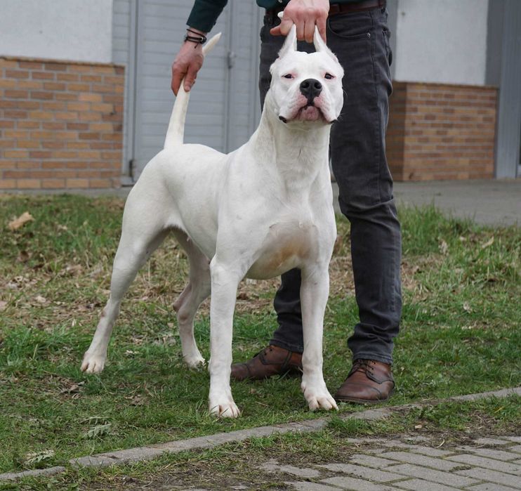 Szczeniaki Dog Argentyński ZkwP (FCI)