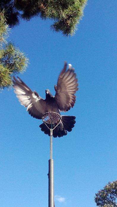 Vendo pombos de vara