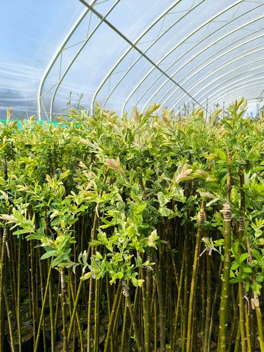 Sprzedam wierzbę Hacurro