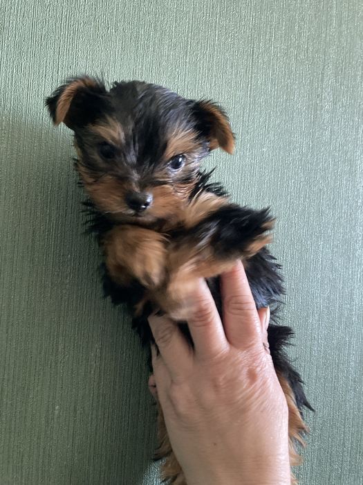 Цуценята Йокрширського терьєра