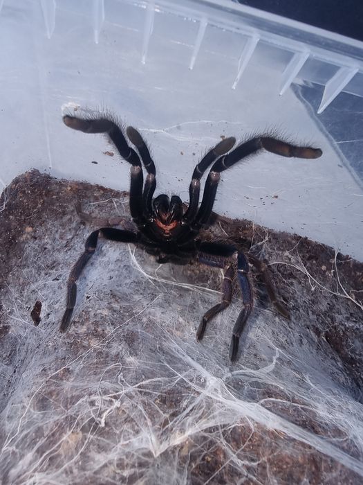 Samica chilobrachys sp Blue Vietnam 5.5DC