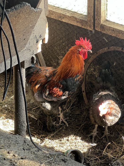 Петухи марана.