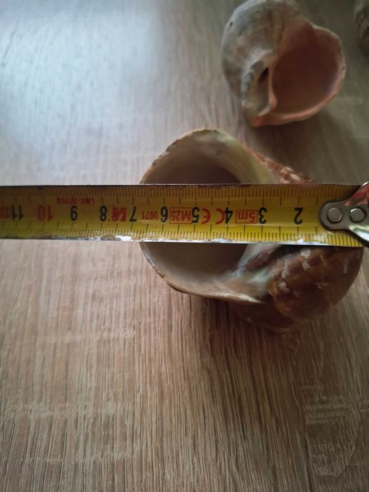 Sprzedam Muszle morskie różne cena za całości
