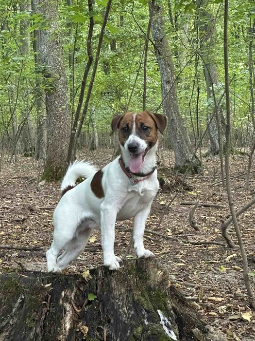 Вязка Джек Рассел терьер