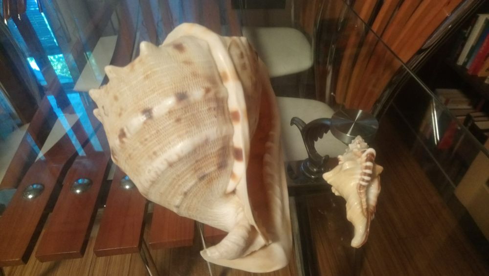 Мушля, ракушка, ранзалія і кассіс