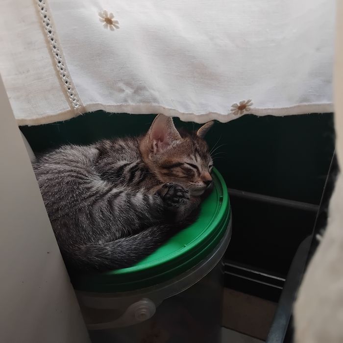 Gatinha fêmea para adoção responsável.