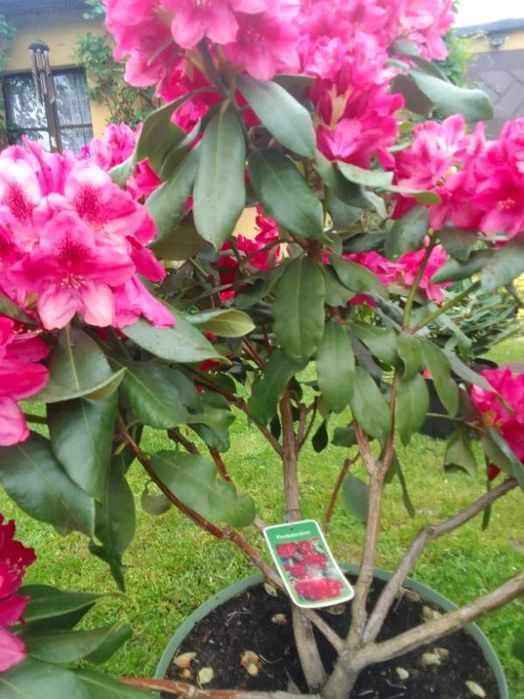 Kwiat rododendron
