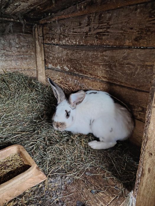 Sprzedam króliki – srokacz niemiecki (samce i samice)