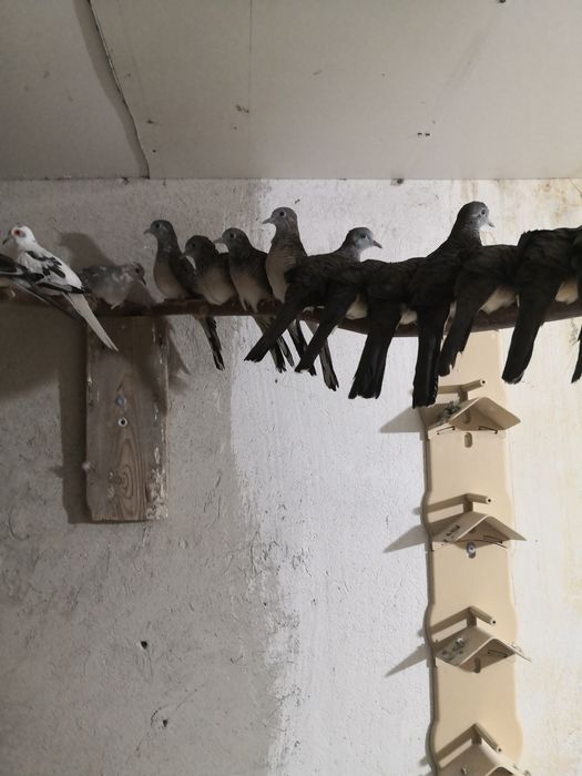 Sprzedam gołąbki zebrowane