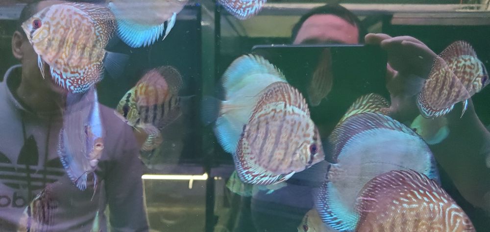 дискус блю даймонд, Туркіс та інші