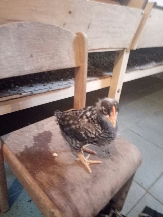 Курчата підрощені ДОМІНАНТ