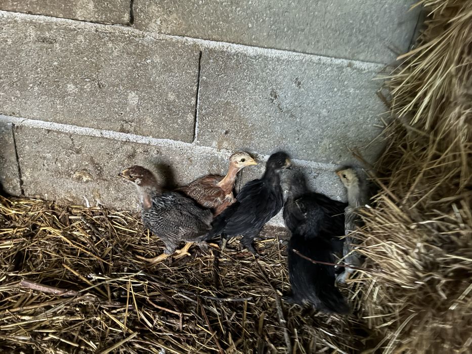 Varios patos e pintos de galinha