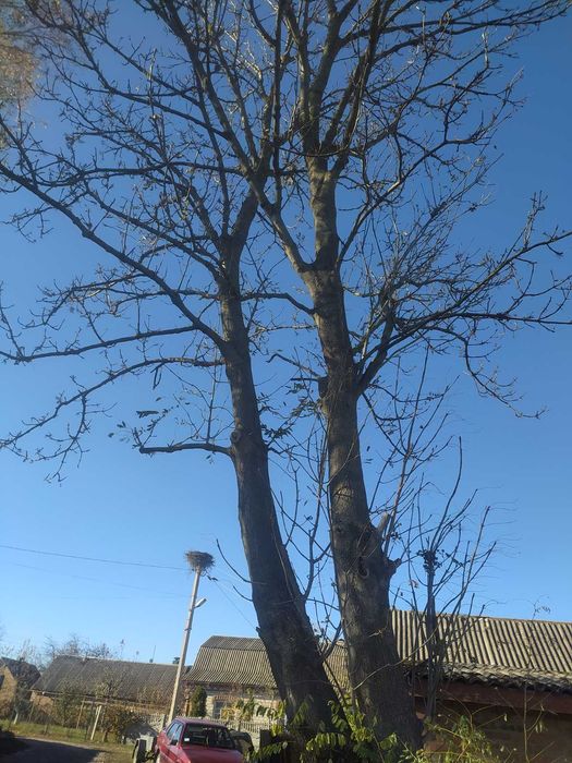 Зрізання дерев..(Будь якої важкості)