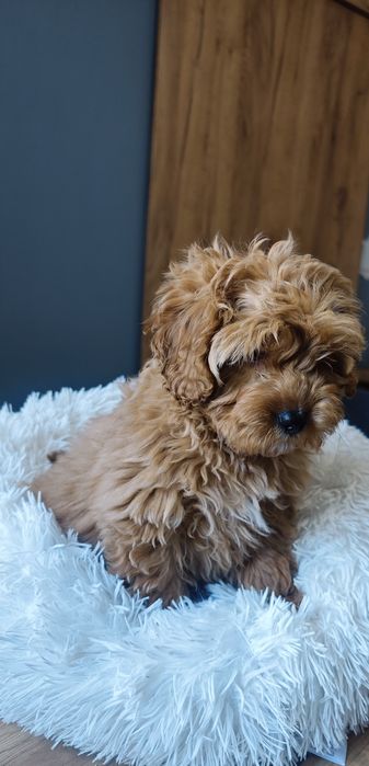 **Cavapoo** cudowny piesek!