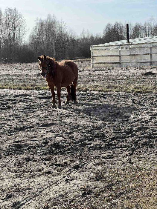 Продам кобилу спокійної вдачи. Вік 10 років