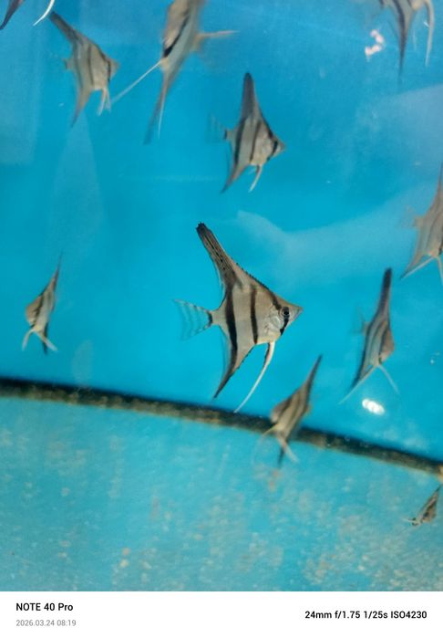 Altum Peru Rio Nanay