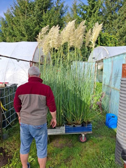 *Trawa pampasowa*duża ilość*odbiór własny*