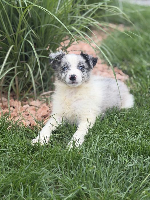 Border collie blue merle  piesek