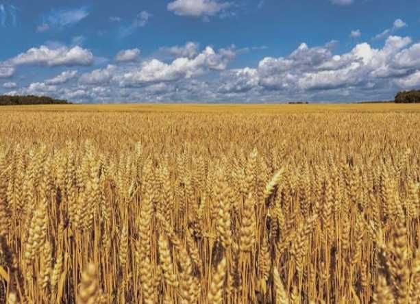 Продам землю 2,31 га в с.Зорин Вишгородського р-ну Київської обл.
