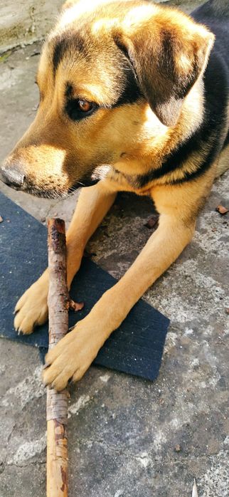 Cãozinho 1 ano para adoção