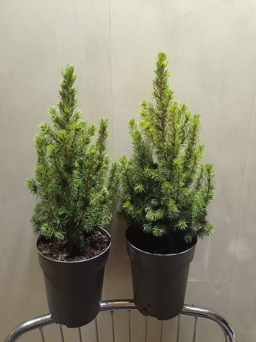 Ель Коника канадская.