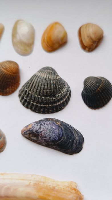Muszelki morskie, 20 sztuk