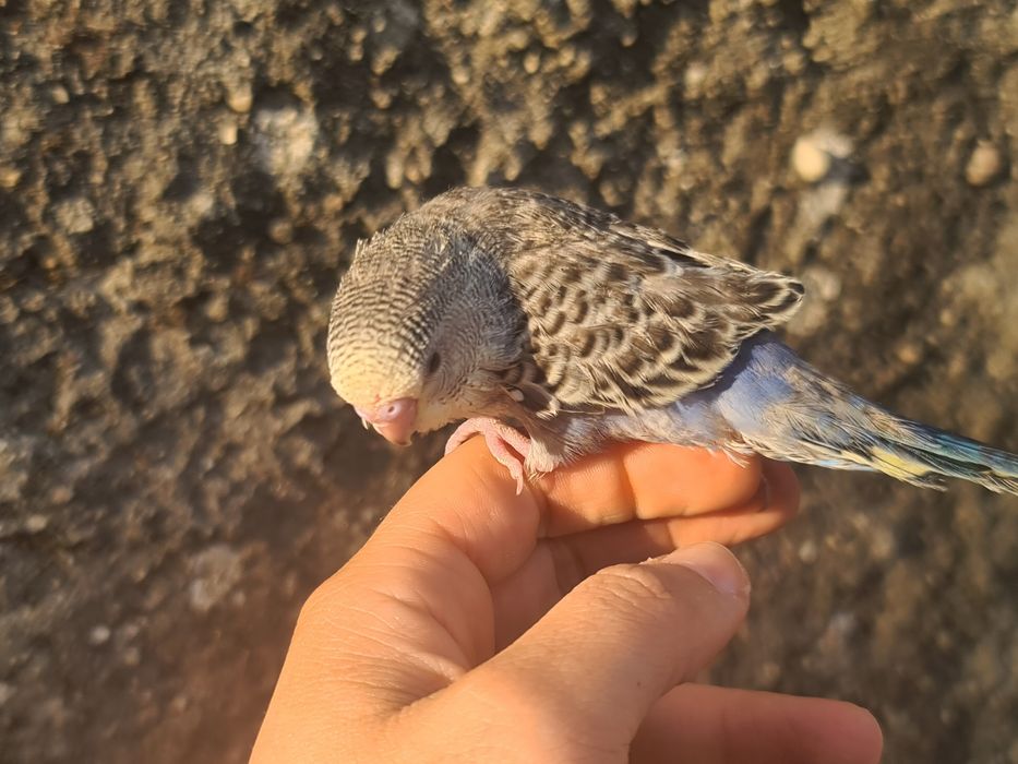 Periquitos Domésticado muito meigos